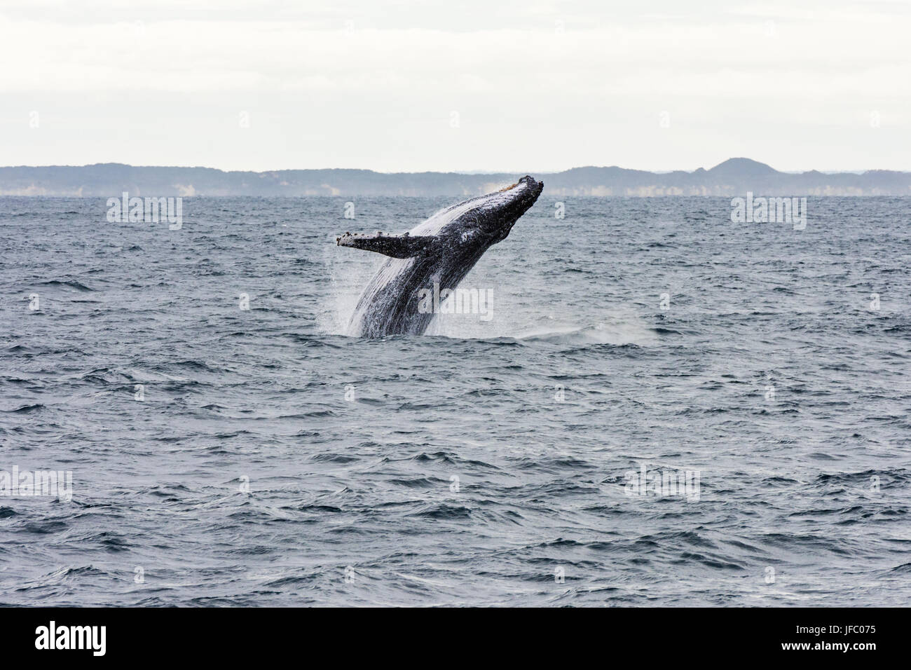 Un humpback whale breaching en Baie Flinders, au large de la côte de Augusta, Australie occidentale, Australie Banque D'Images