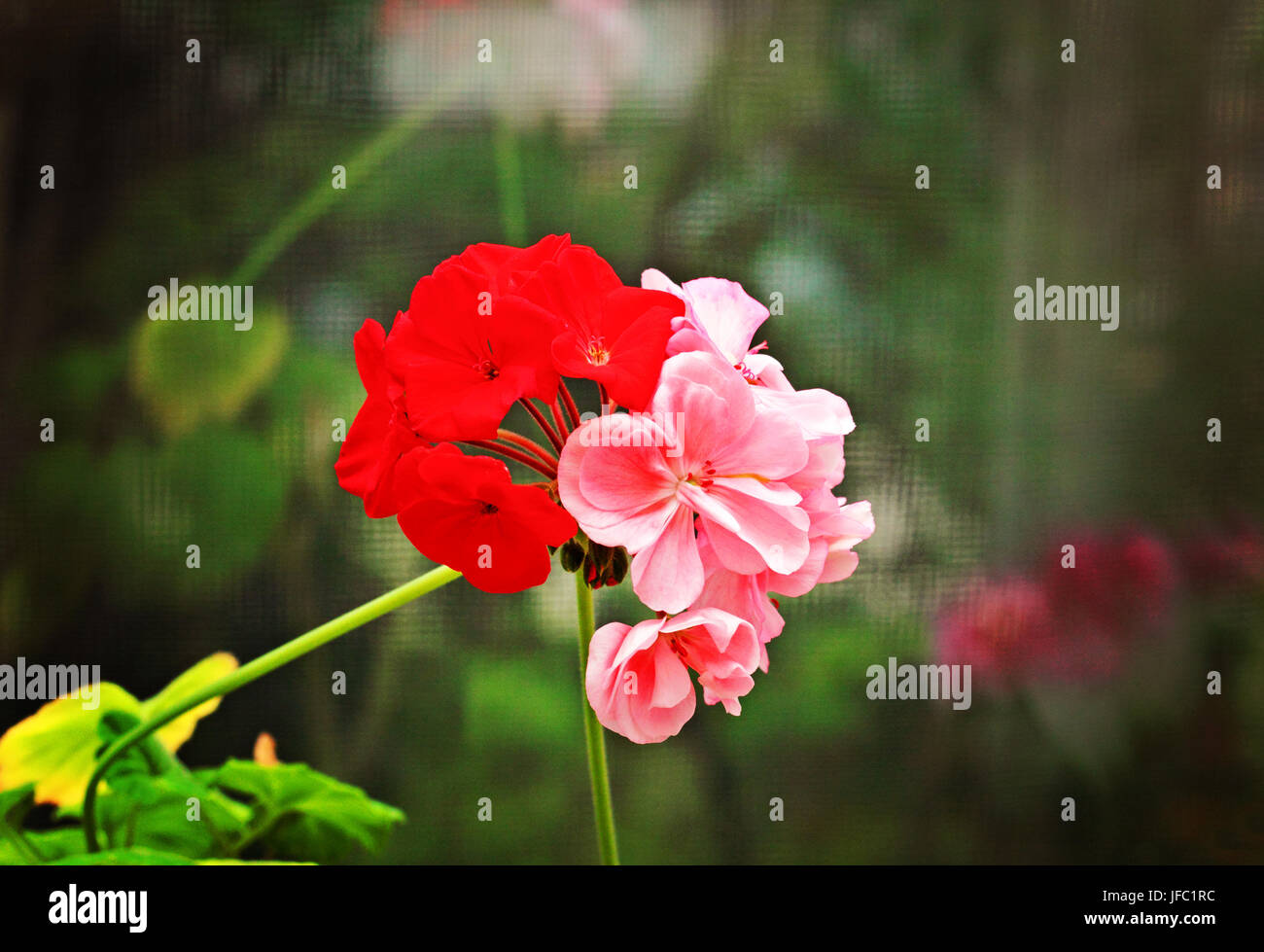 Deux fleurs entrelacées de prix géranium Photo Stock - Alamy