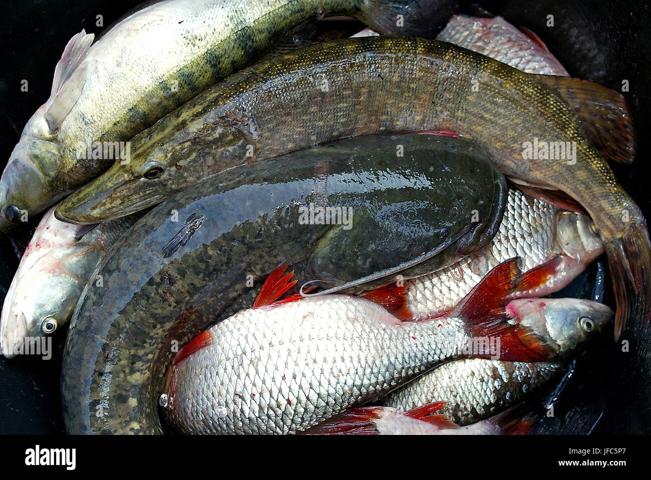 poisson Banque D'Images