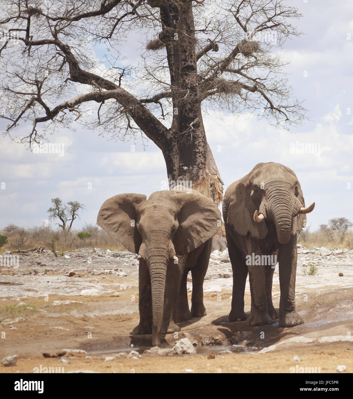Les éléphants en Afrique Banque D'Images
