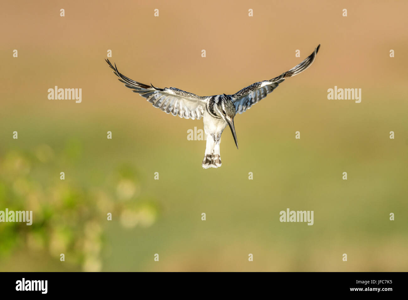 Pied kingfisher planant dans le Masai Mara Banque D'Images