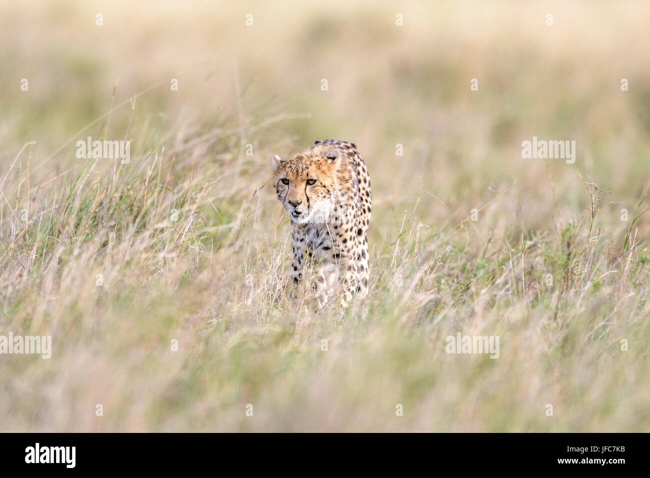 Cheetah marche à travers les prairies de savane dans le Maasai Mara Banque D'Images