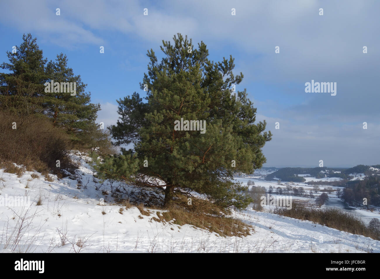 Pin sylvestre Pinus sylvestris, Banque D'Images