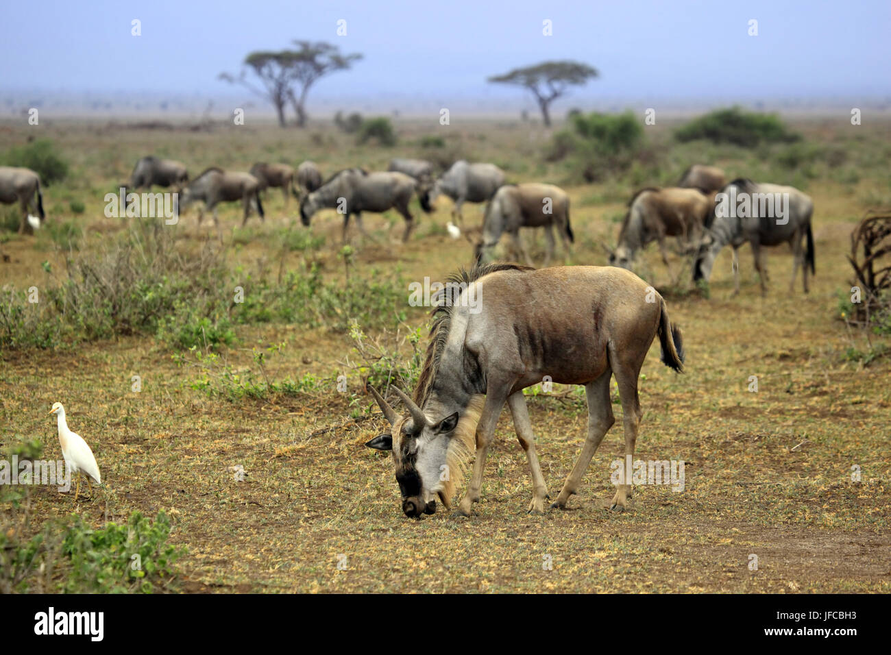 Grande migration des gnous dans African Safari Banque D'Images