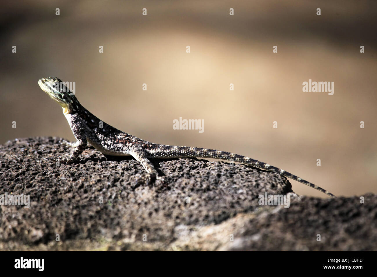 Agama commun, au Kenya Banque D'Images