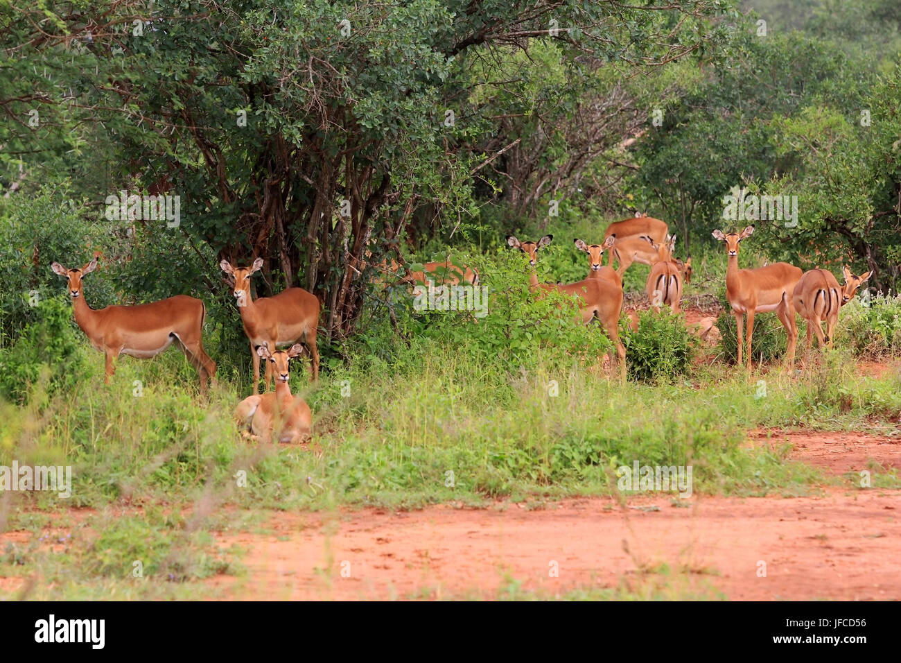 Impala antilope Banque D'Images
