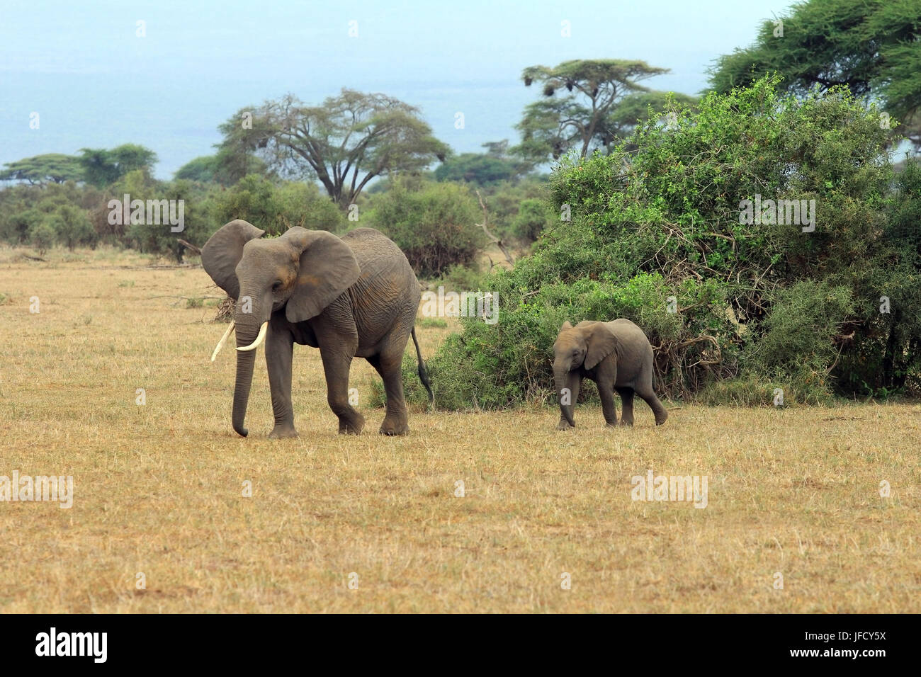 Les éléphants dans le parc national Amboseli Banque D'Images