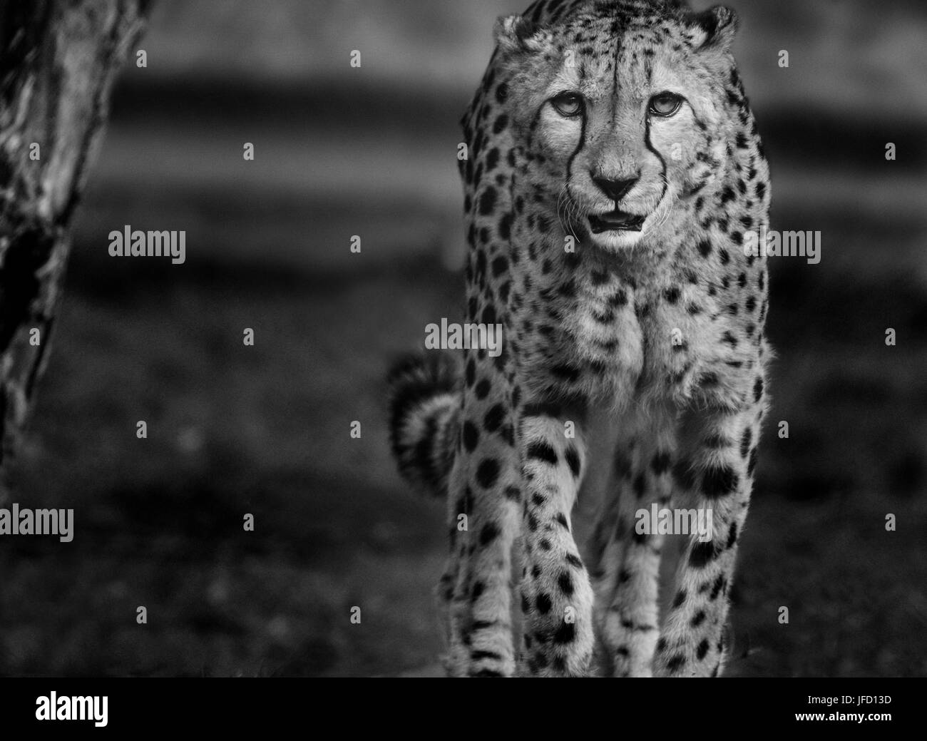 Cheetah Big chat marche Banque D'Images