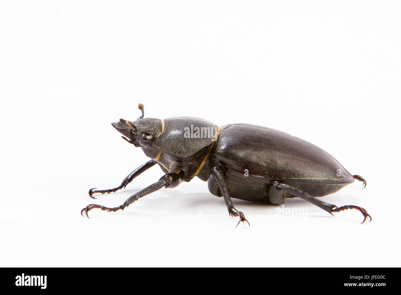 Stag Beetle femelle isolated on white Banque D'Images