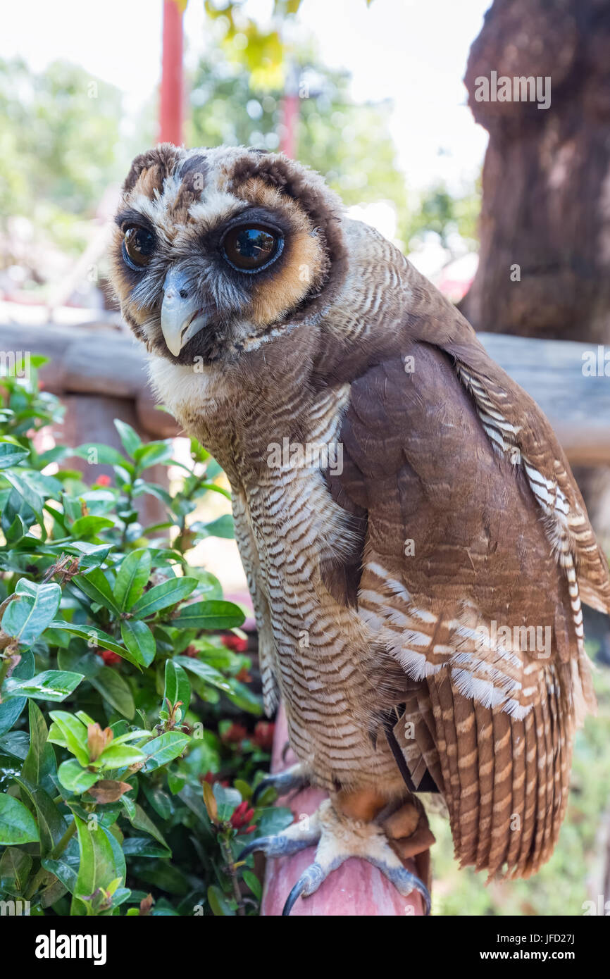 Owl en Thaïlande Banque D'Images