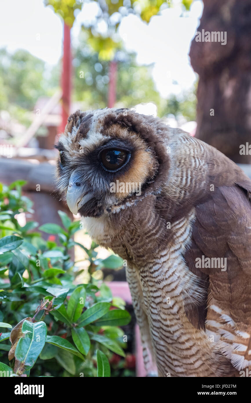 Owl libre en thailande Banque D'Images