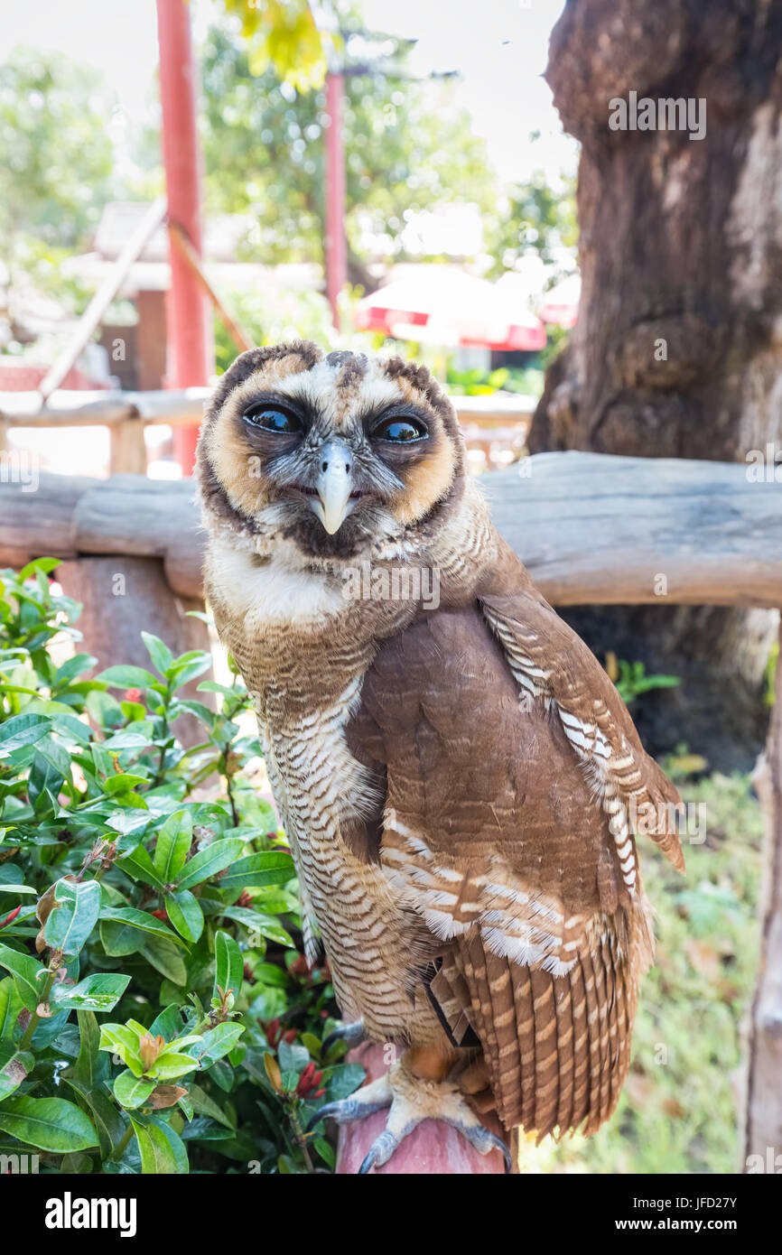 Owl en Thaïlande Banque D'Images