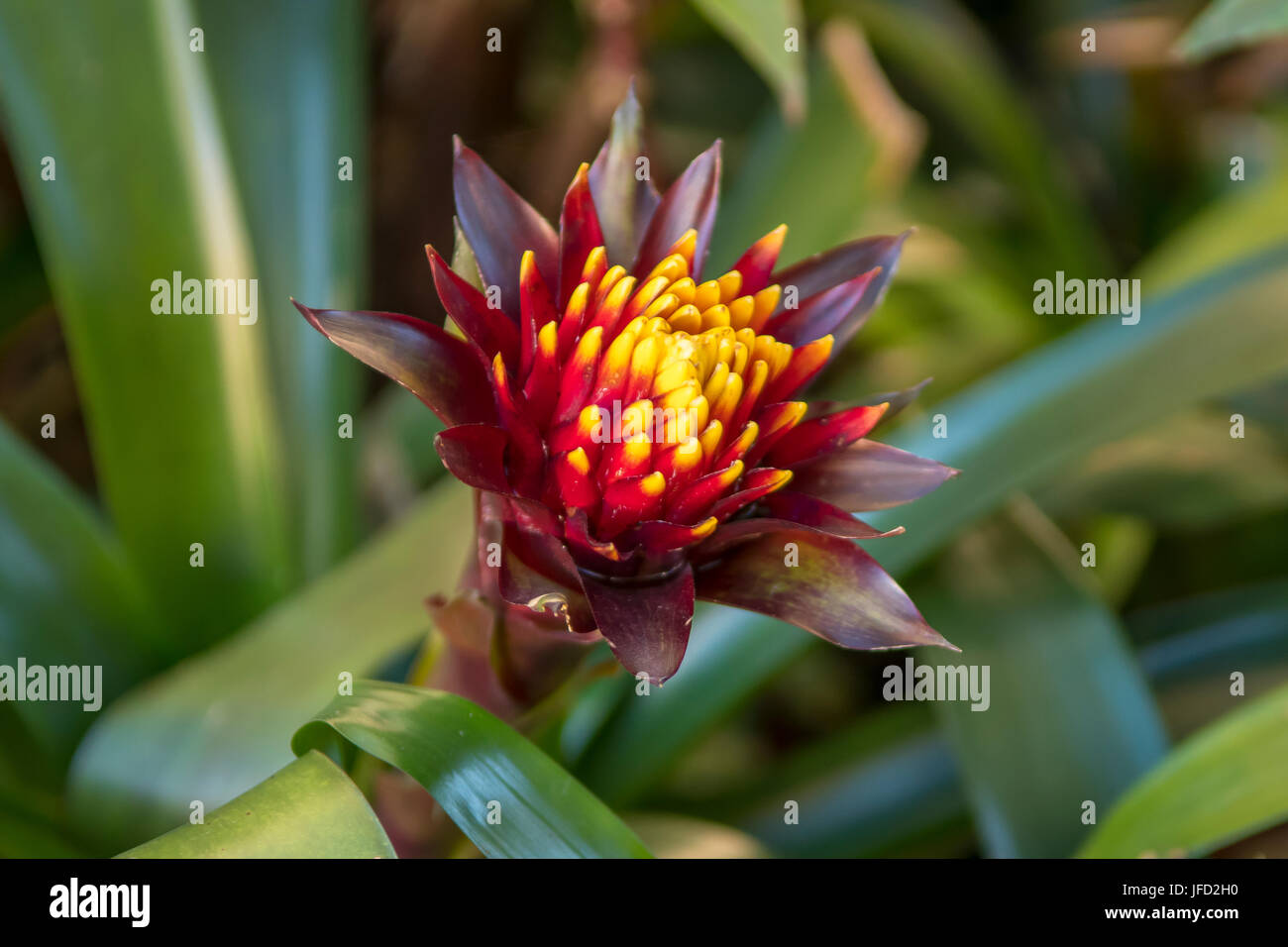 Guzmania conifera, à tête conique Guzmania à Harrington Park, NSW, Australie Banque D'Images