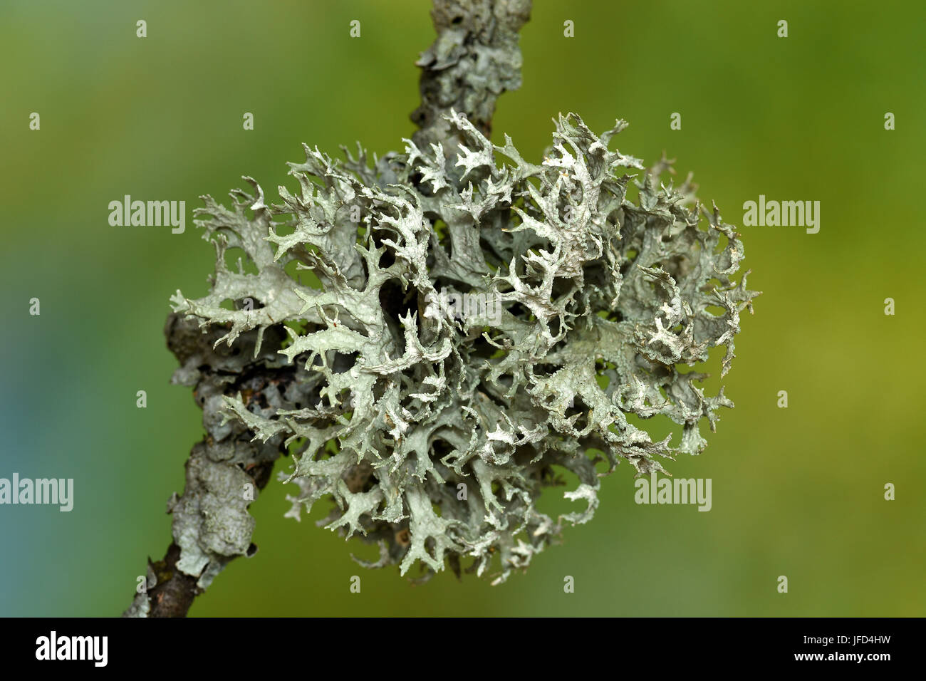 Le lichen ; Hypogymnia physodes ; Banque D'Images