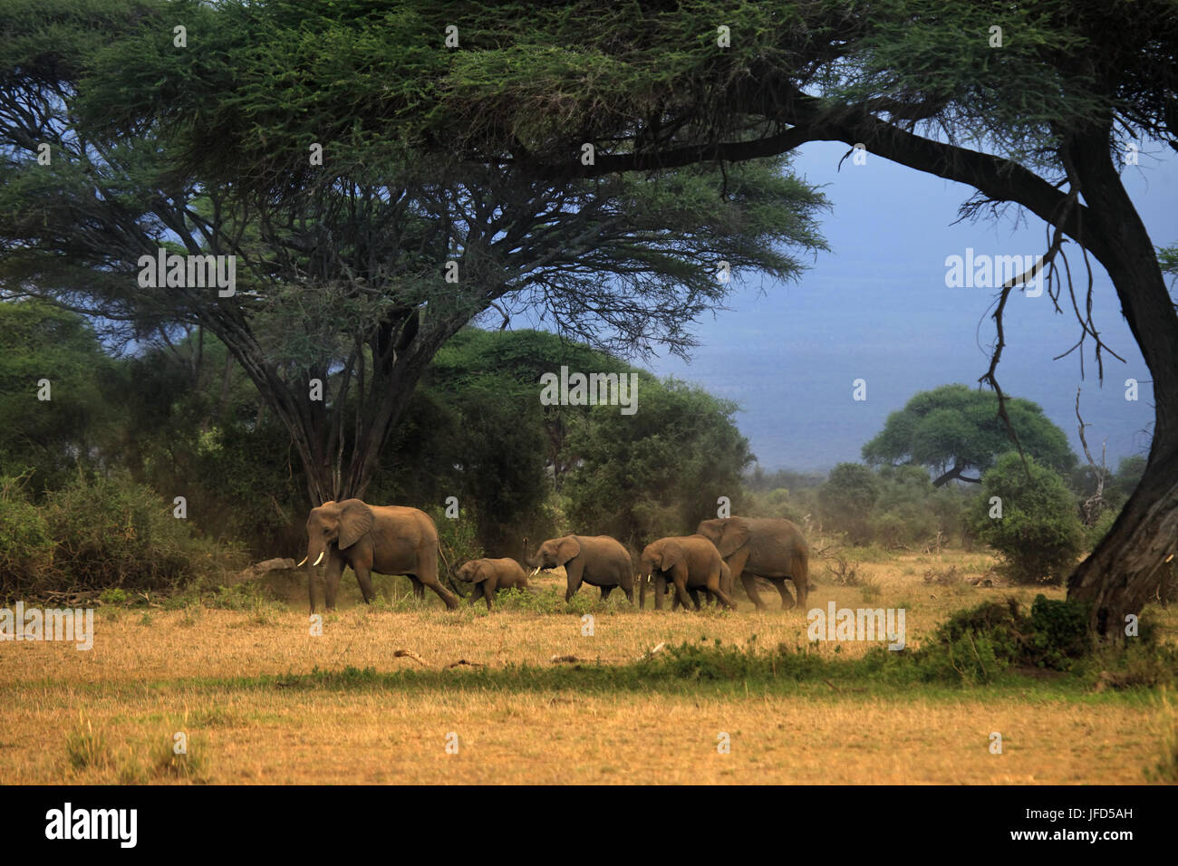 Les éléphants dans le parc national Amboseli Banque D'Images