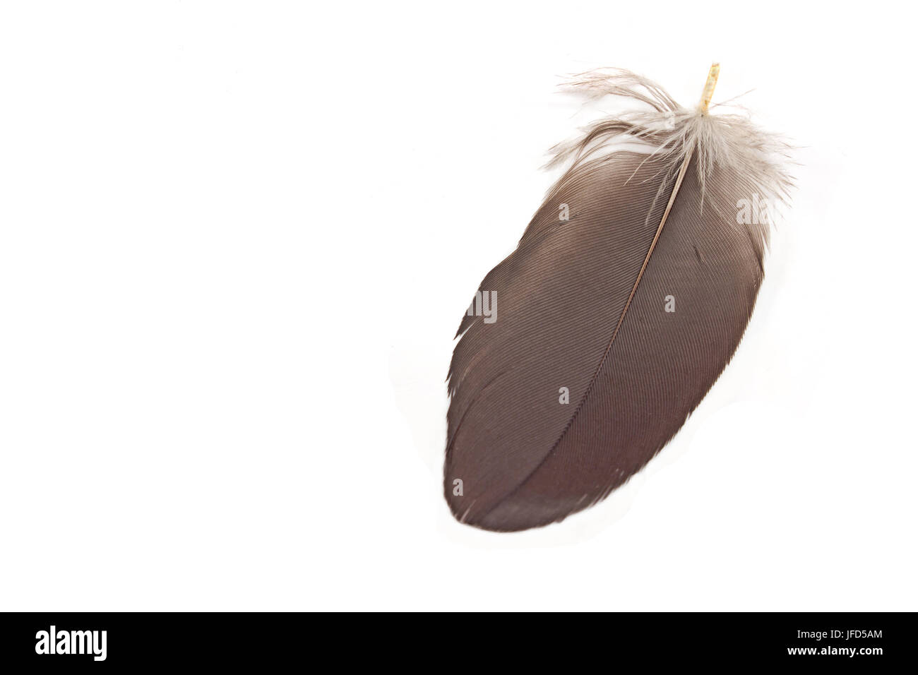 Plume Noire sur tige - 46 cm - Boutique Erotique
