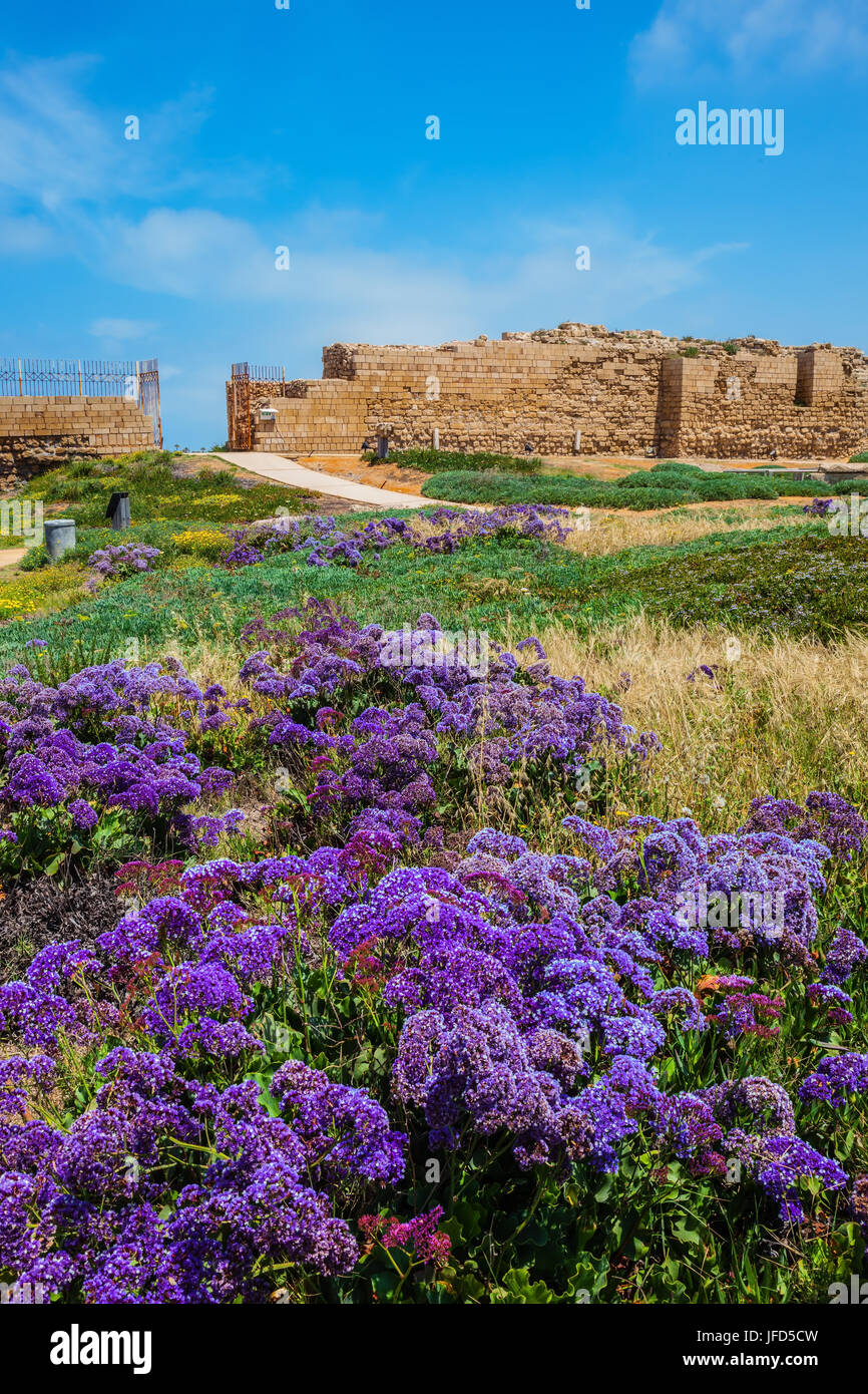 Les ruines des murs et des fleurs de lavande Banque D'Images