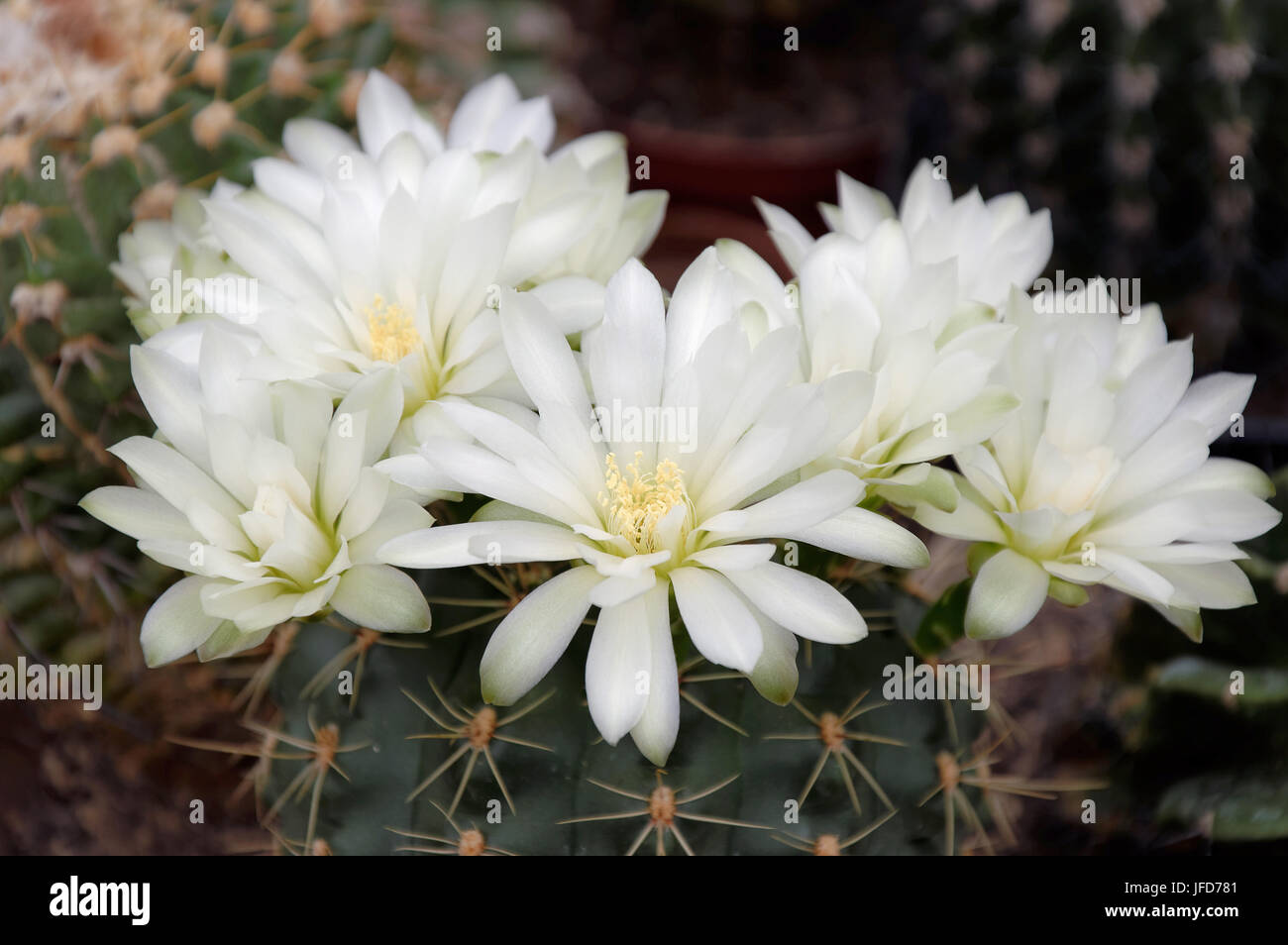 Cactus blanc fleurs (Mammilaria spec.) Banque D'Images