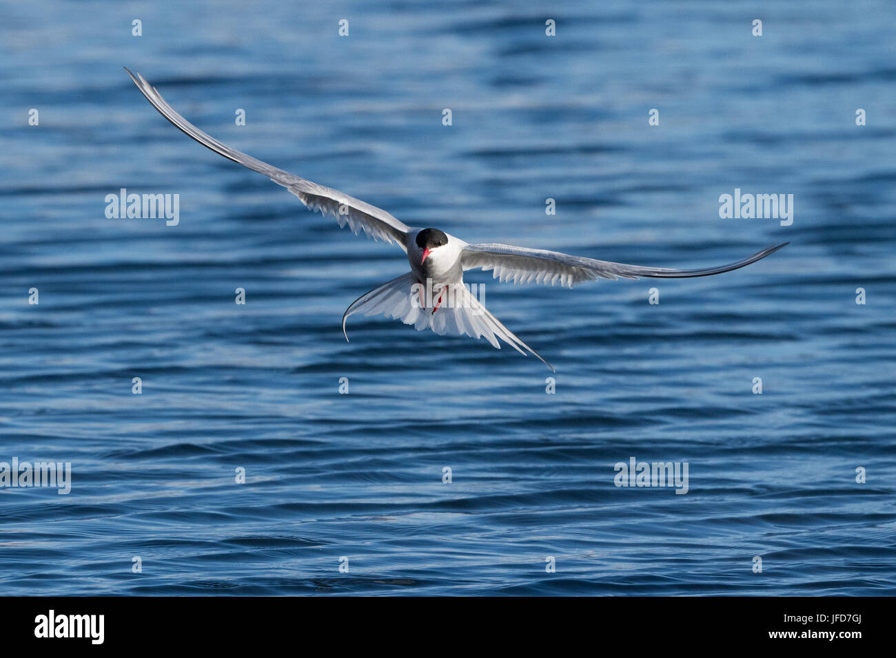 Sterne arctique (Sterna paradisaea), en vol pendant la pêche sur la mer, l'île de Drangsnes, Banque D'Images