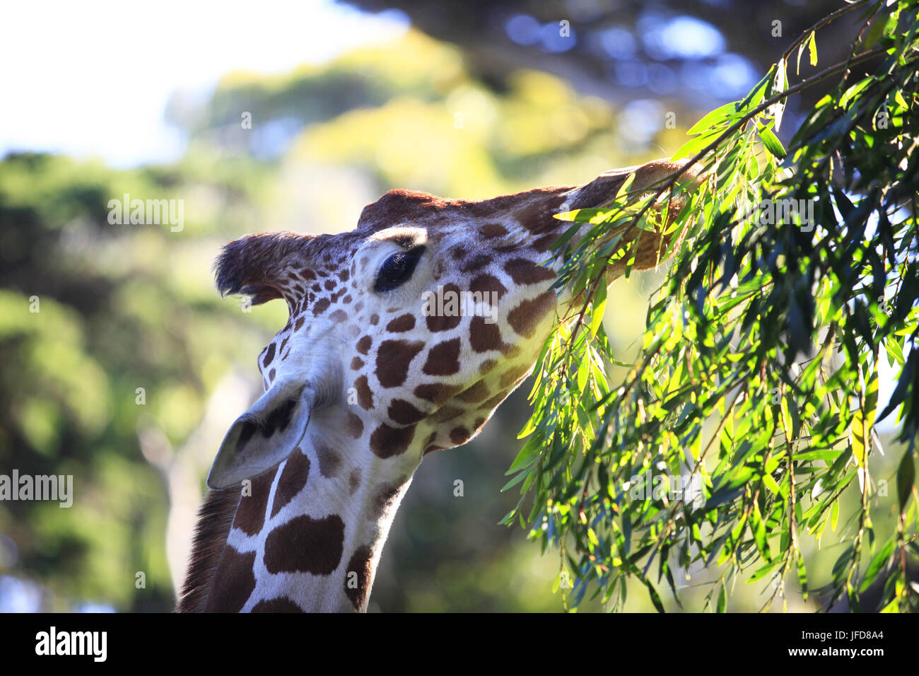 Une girafe au Kenya Banque D'Images