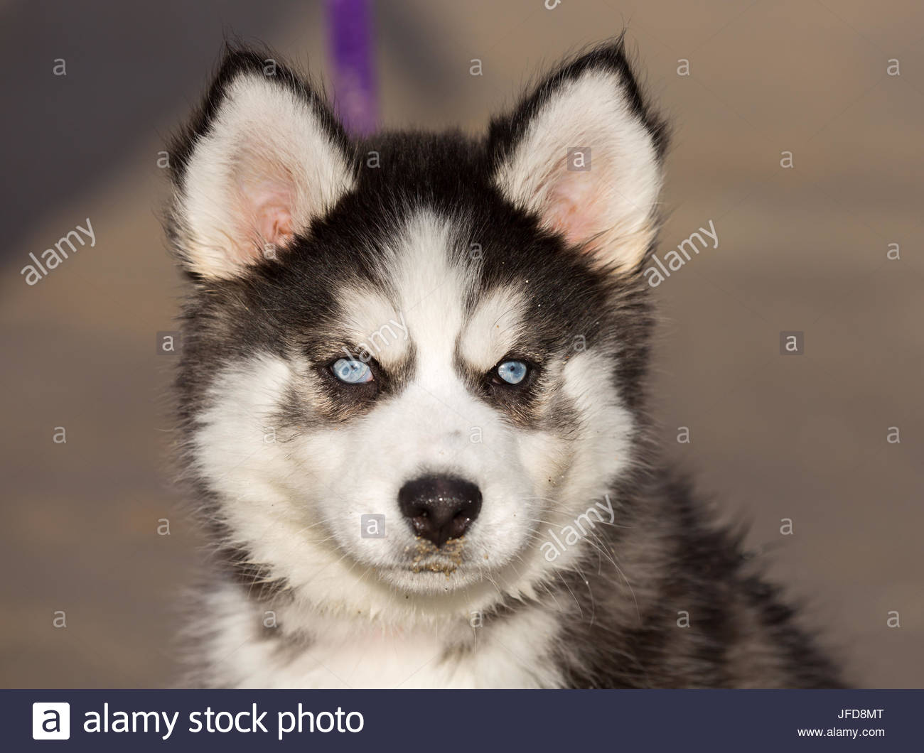Chiot Husky Sibérien Aux Yeux Bleus Banque Dimages Photo