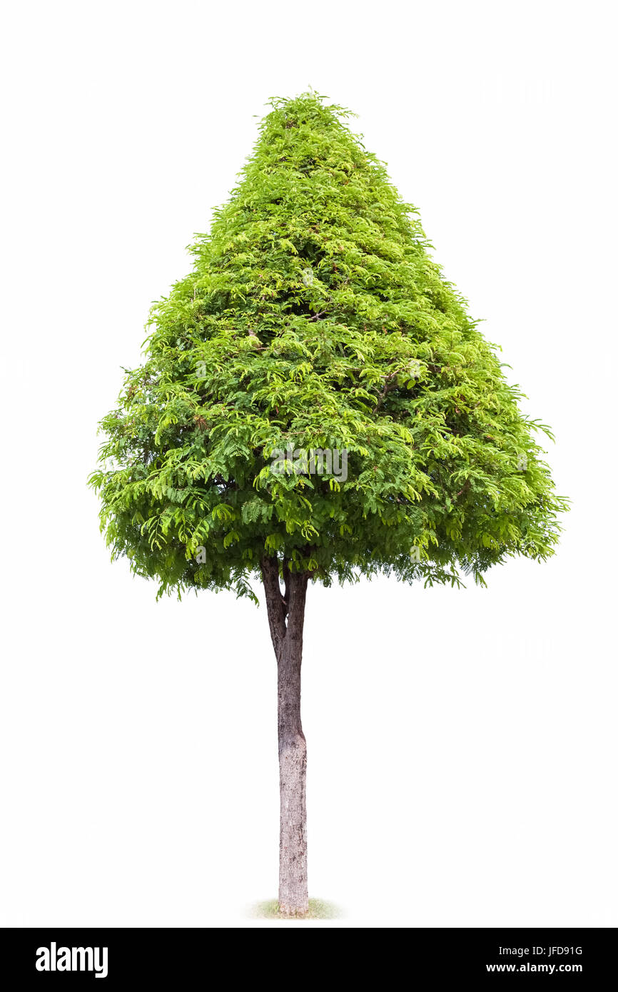 Arbre isolé paysage Banque D'Images