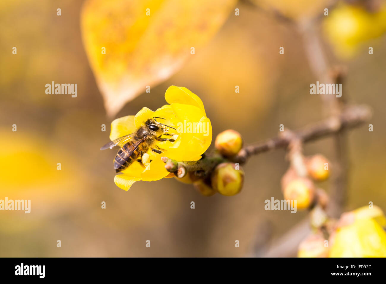 Les abeilles qui se nourrissent de fleurs wintersweet Banque D'Images