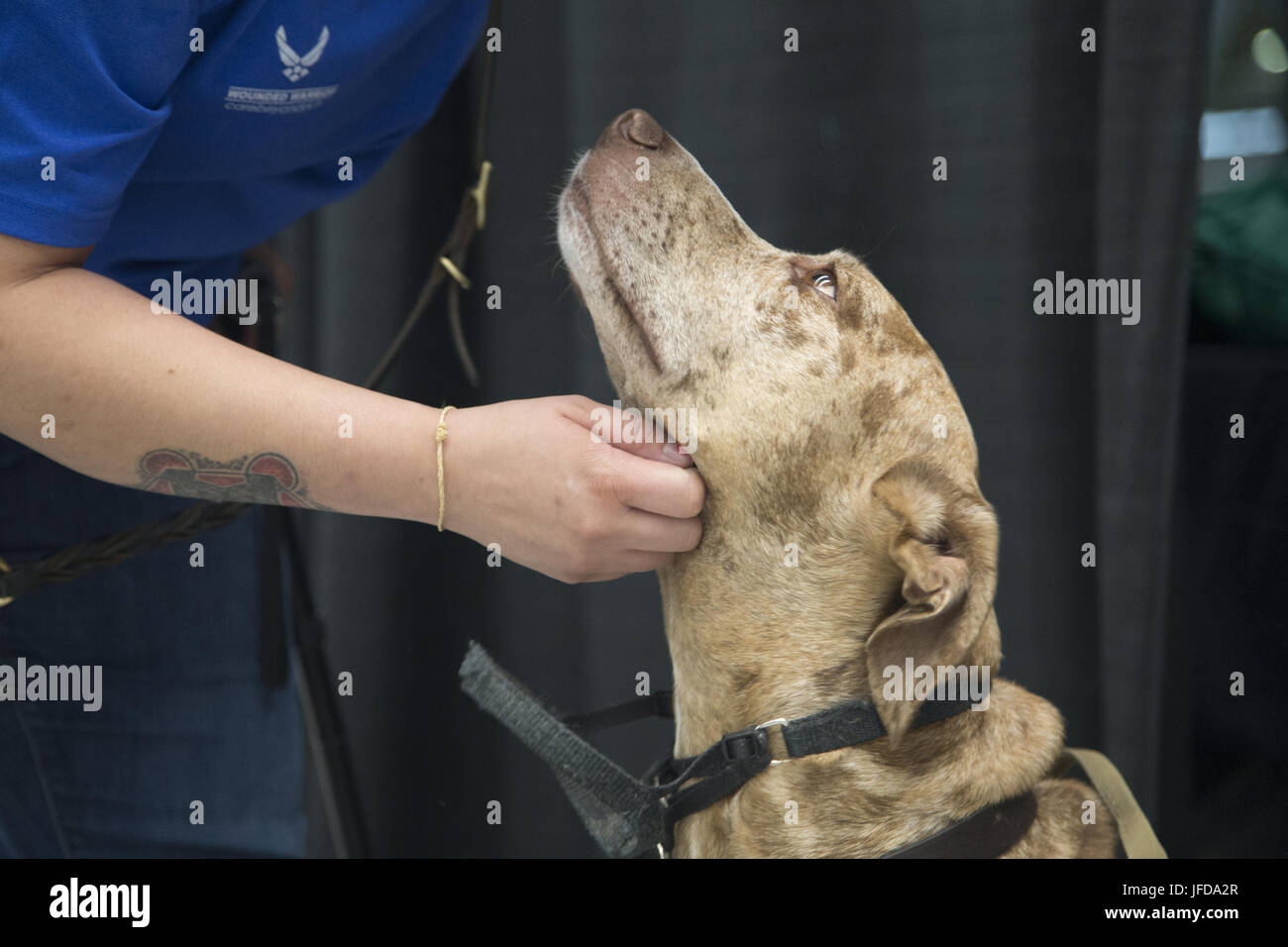 CHICAGO (28 juin 2017) Jeux de guerrier Senior Airman Hannah athlète Stolberg animaux domestiques son chien aidant Valhalla après l'arrivée de l'équipe de la Force aérienne à l'aéroport international O'Hare pour le ministère de la Défense 2017 Jeux de guerrier. La DoD Warrior Jeux sont un événement annuel permettant aux blessés, malades et blessés militaires et anciens combattants à la concurrence dans les sports paralympiques-style dont le tir à l'arc, randonnée à vélo, terrain, tir, le volleyball assis, natation, athlétisme et de basket-ball en fauteuil roulant. (Photo du département de la communication de masse en 2e classe spécialiste Anthony Presley) Banque D'Images