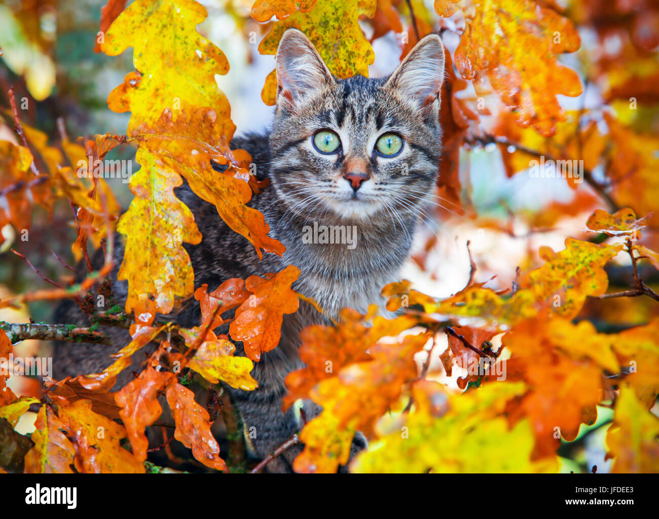 Belle kitty assis sur l'arbre d'automne Banque D'Images