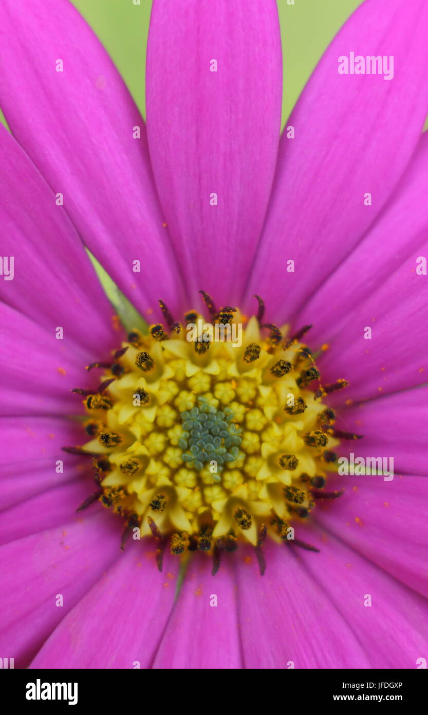 Ostéospermum ciliata 'Compactum', un rose lumineux Daisy africains, aussi appelé Cape Daisy, fleurir dans un jardin anglais, UK Banque D'Images