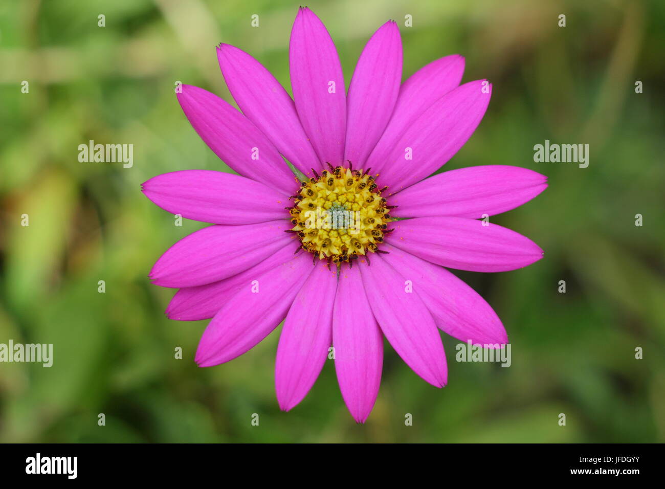 Ostéospermum ciliata 'Compactum', un rose lumineux Daisy africains, aussi appelé Cape Daisy, fleurir dans un jardin anglais, UK Banque D'Images Ostéospermum ciliata 'Compactum', un rose lumineux Daisy africains, aussi appelé Cape Daisy, fleurir dans un jardin anglais, UK Banque D'Images