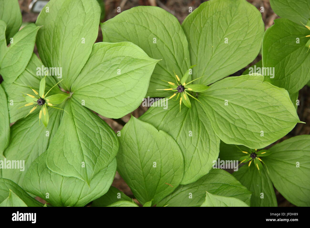 Paris quadrifolia, une usine de bois, également appelé Herb Paris, affiche son seul berry au-dessus de quatre feuilles distinctif dans un jardin au printemps Banque D'Images