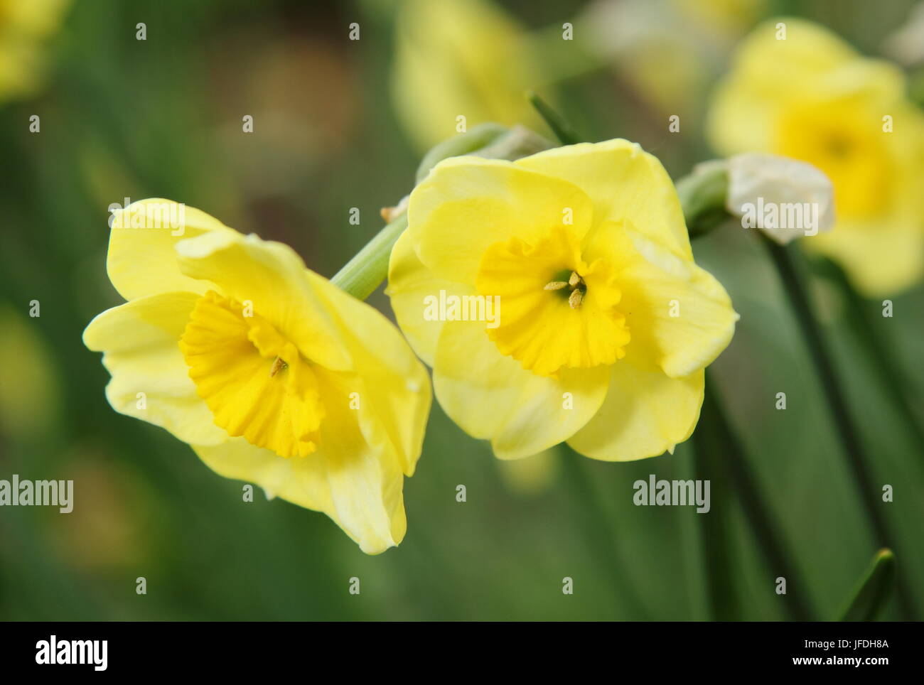 Narcissus sun disc Banque de photographies et d'images à haute résolution -  Alamy