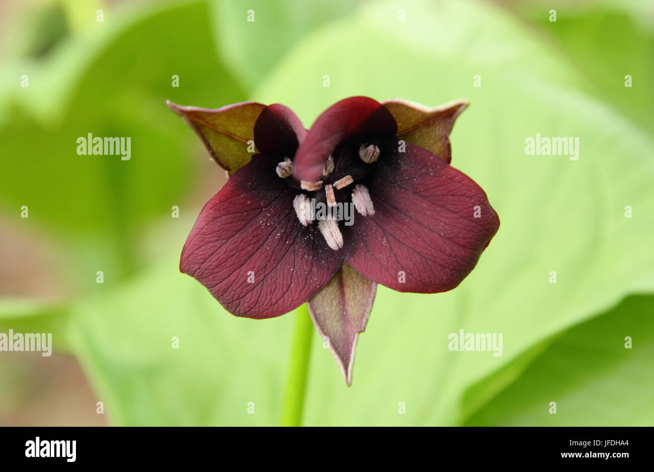 Trillium erectum, ou Trille rouge, en fleurs dans un jardin boisé à la fin du printemps, UK Banque D'Images