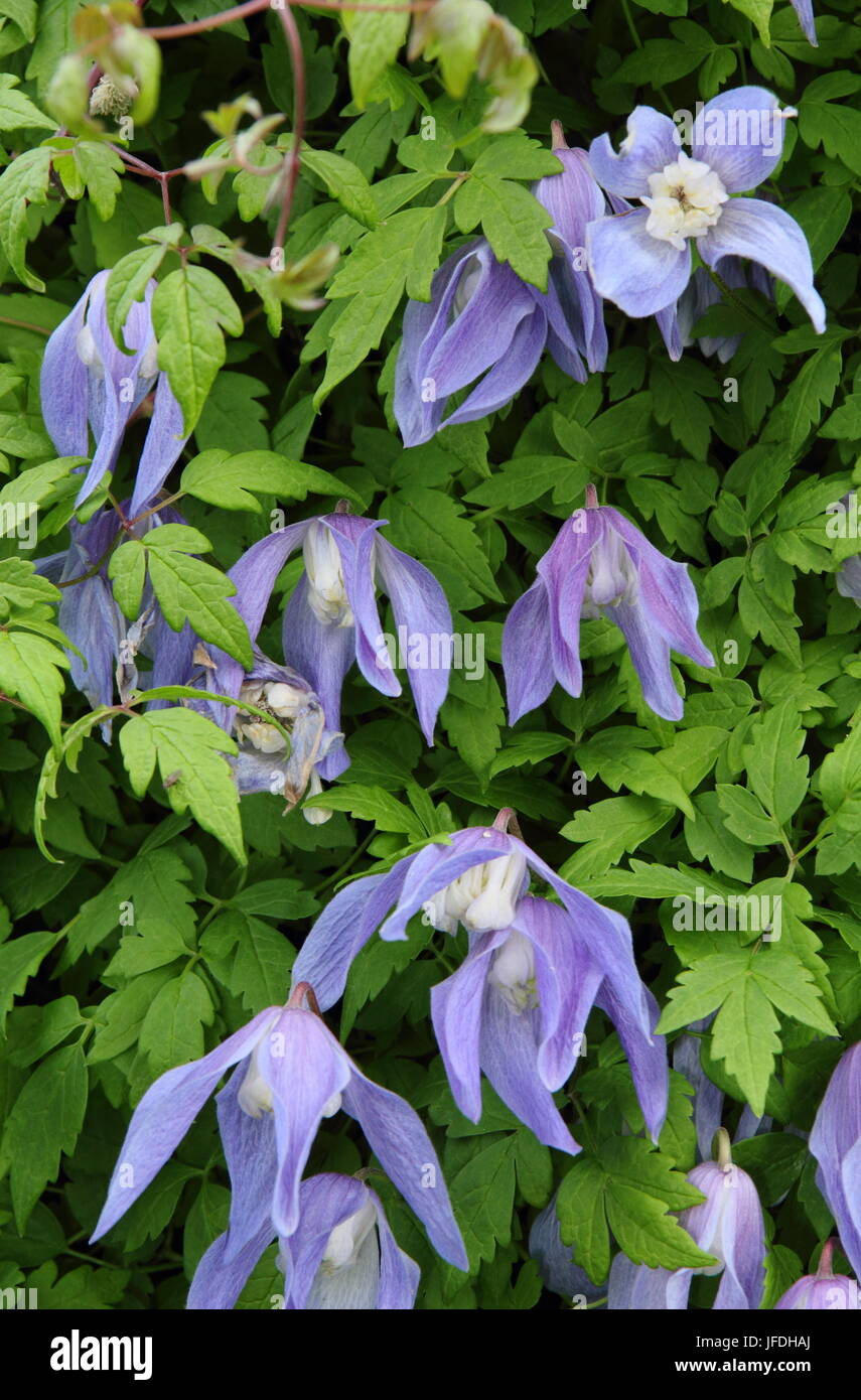 Clematis alpina 'Frances Rivis', un grimpeur au printemps, en pleine floraison dans un jardin anglais - la fin d'avril, UK Banque D'Images
