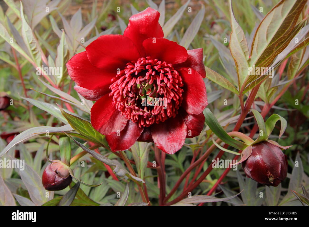 Pivoine arbustive (Paeonia delavayi), la floraison dans un jardin anglais au début de l'été, Yorkshire, Angleterre Royaume-uni Banque D'Images