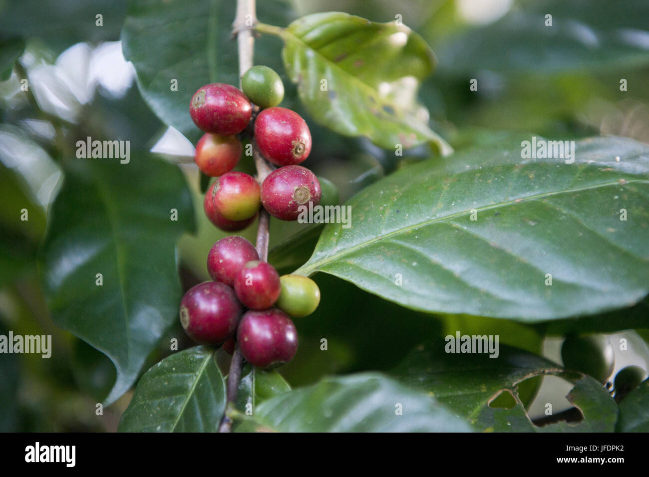 Thaïlande LAMPANG plantations de café Banque D'Images