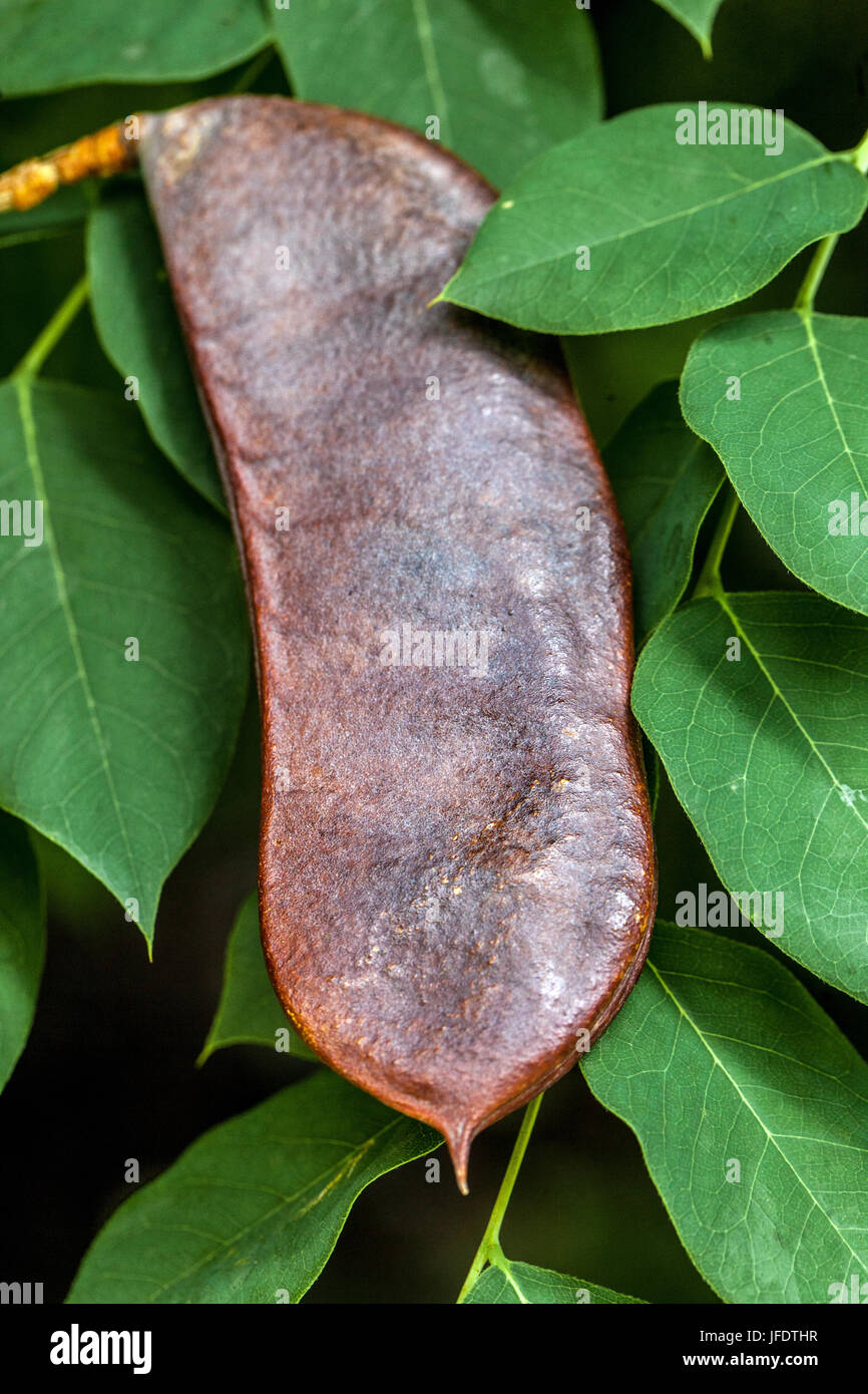 Café du Kentucky, Gymnocladus dioicus, fruits, gousse Banque D'Images