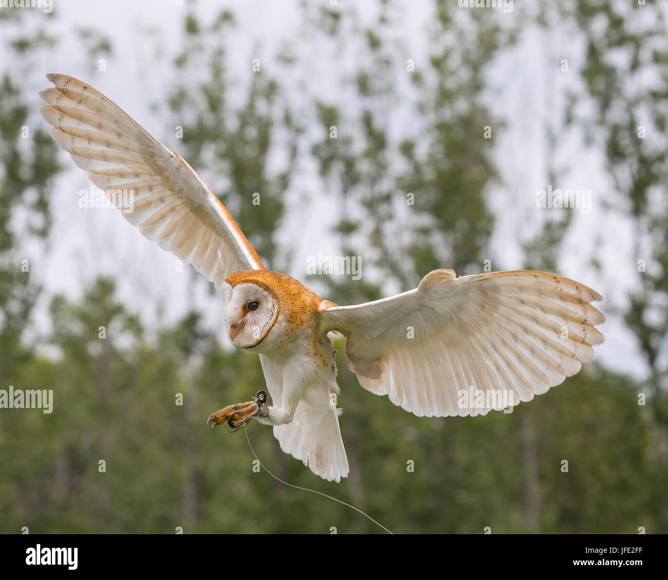Chouette Effraie Bebe Apprendre A Voler Photo Stock Alamy