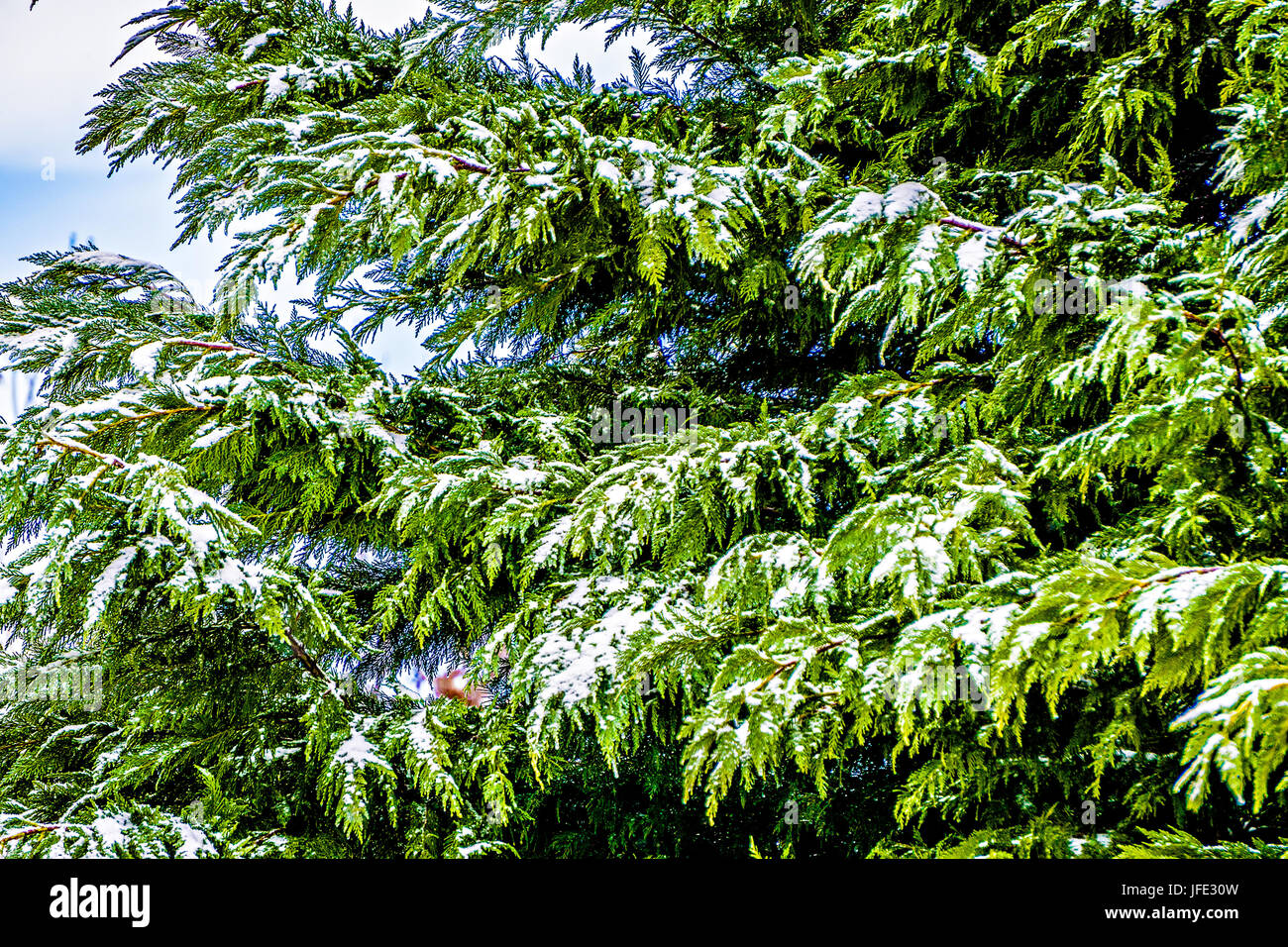 Les branches d'arbre de pin recouvert de glace Banque D'Images