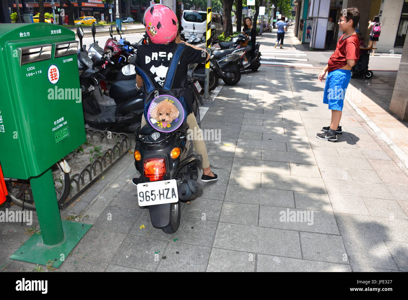 Super mignon caniche marron collant sa tête d'un sac à dos alors que sur un scooter à proximité d'une boîte aux lettres, Taipei, Taiwan. 94F d'aujourd'hui. Banque D'Images
