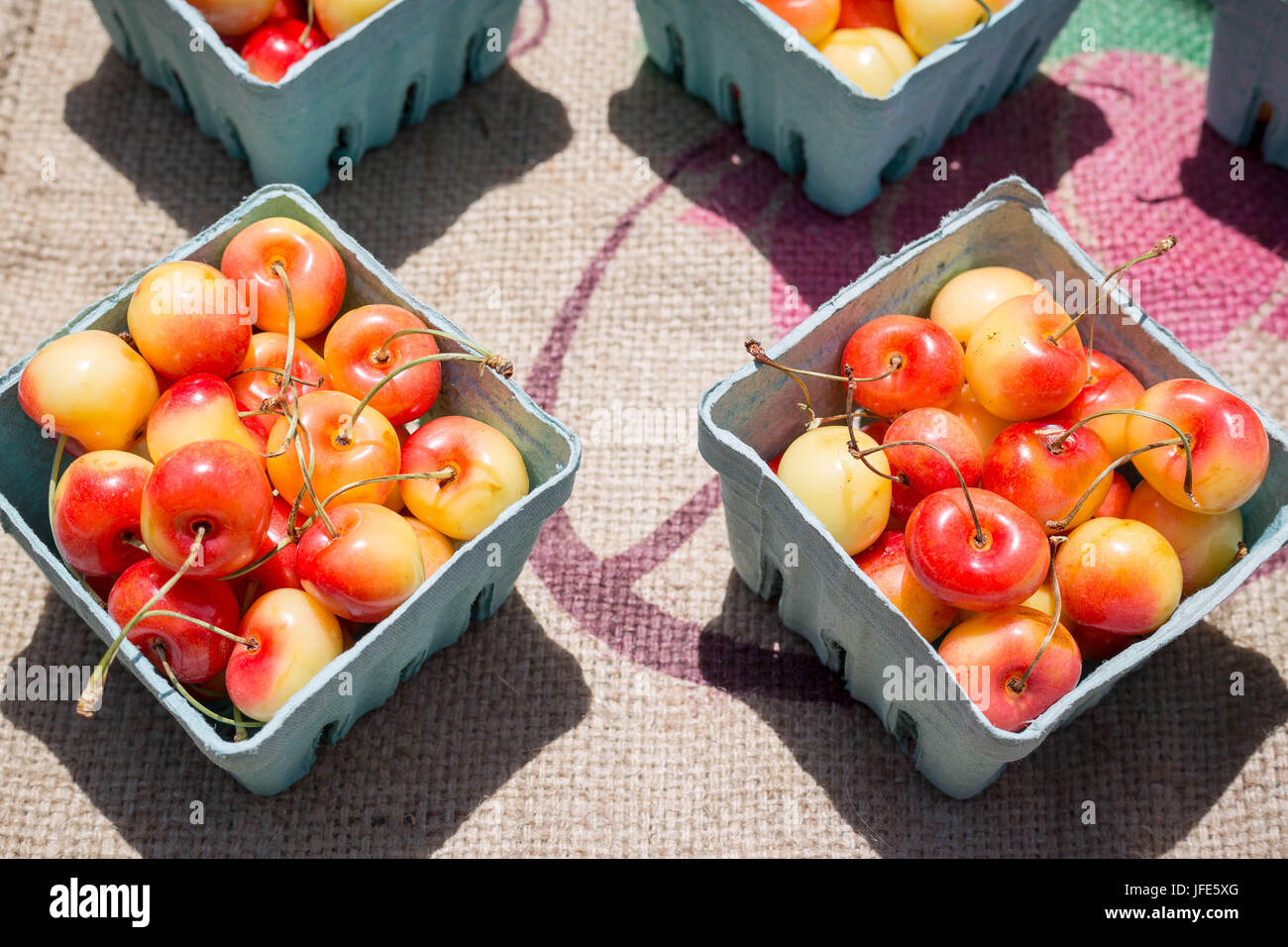 Cerises biologiques frais mûrs avec un fond de toile Banque D'Images