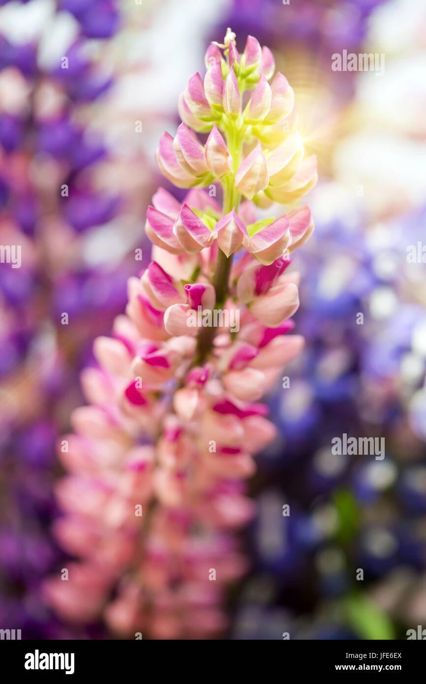 Bouquet de lupins, faible profondeur de la netteté Banque D'Images