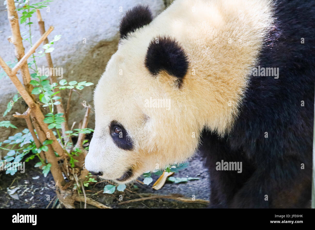 Panda géant Face Banque D'Images