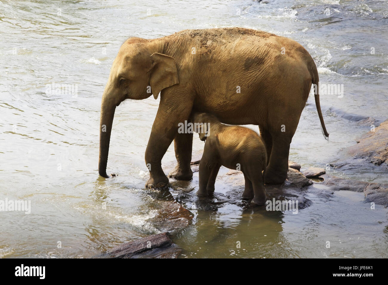 Famille d'éléphants indiens. Banque D'Images