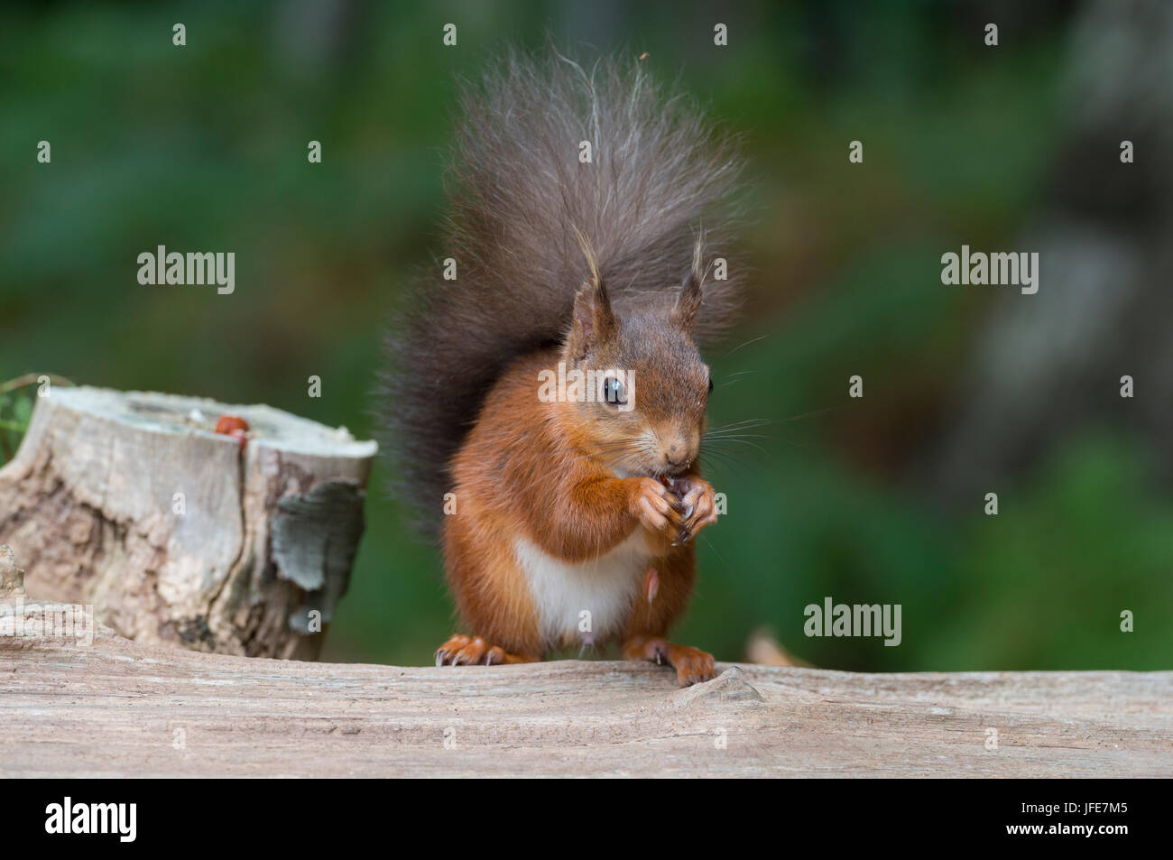 Écureuil rouge sur Log Banque D'Images