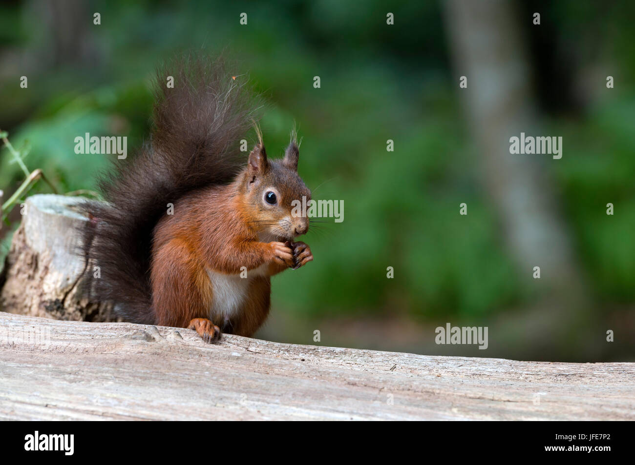 Écureuil rouge sur Log Banque D'Images