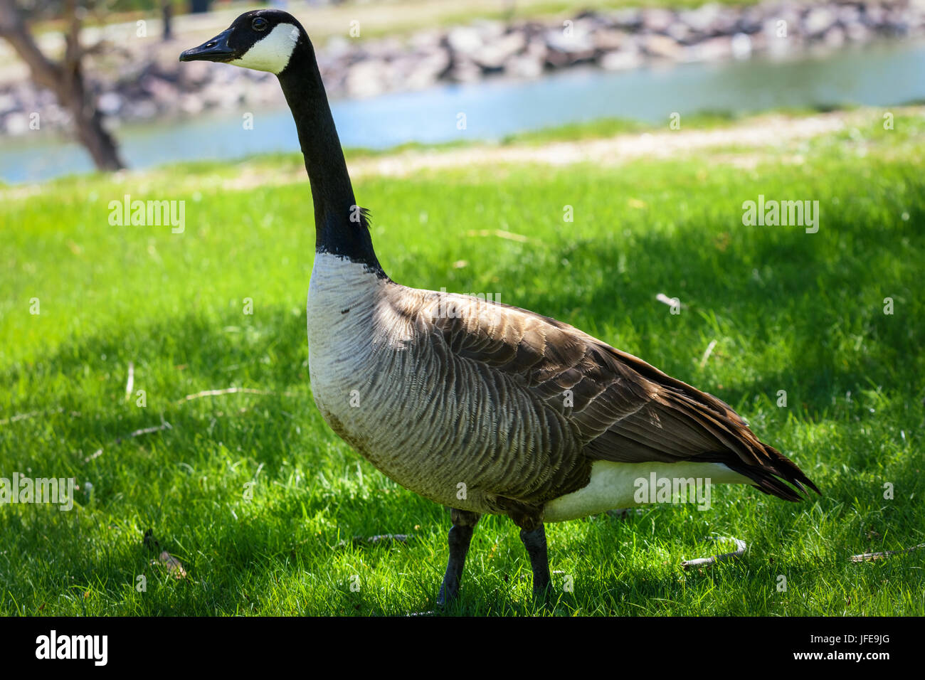 Bernache du Canada autour de la lac, étang dans le parc. faune animal, parc, à l'extérieur. Wyoming, États-Unis. étang, lac, fond de l'eau. Banque D'Images