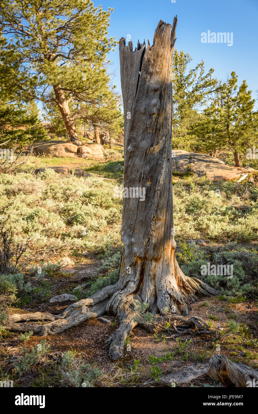 Arbre généalogique de pins morts dans le parc national vedauwoo, États-Unis d'Amérique, après l'épidémie de dendroctone du pin. pine tree détruits par les parasites de l'insecte nuisible à l'arbre, la betterave de l'écorce Banque D'Images