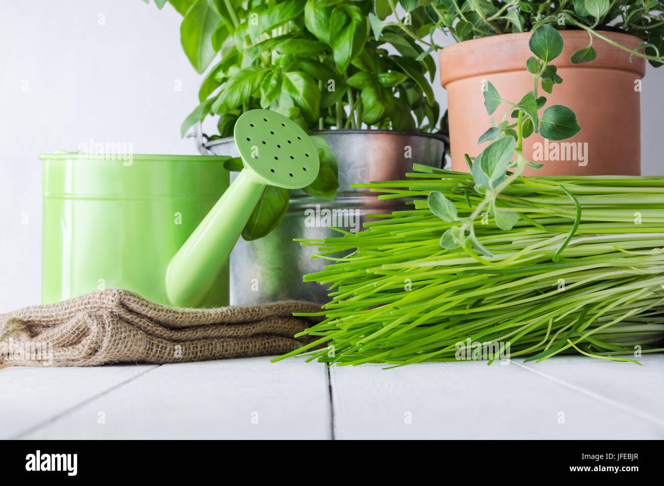 Une sélection de plantes en pot herbes culinaires cultivés sur une vieille table en bois peint en blanc avec arrosoir et sac en toile de jute. Représentant des scènes ou de cuisine Banque D'Images